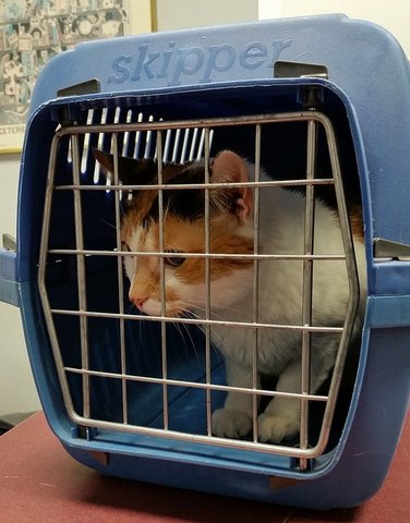 Wilde Katze wird im Käfig zum Tierarzt gebracht
