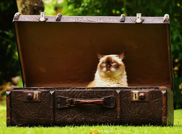 Katze sitzt in der Mitte eines alten Reisekoffers