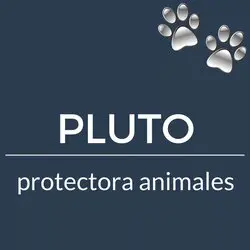 Tierschutz Spanien: Tierhilfe Costa Blanca - Tiervermittlung - Adoption - Hunde - Katzen